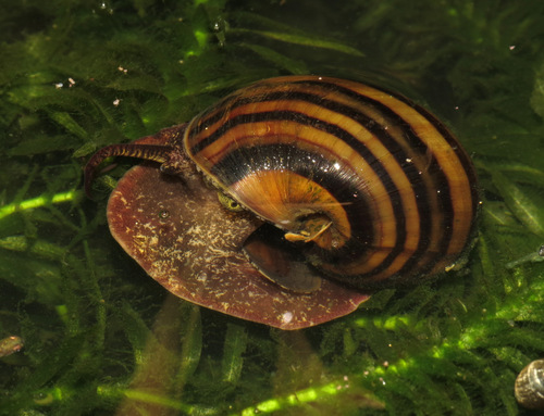 Pomacea glauca