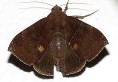 Ophisma