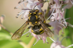 Anthidium florentinum