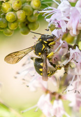Anthidium florentinum