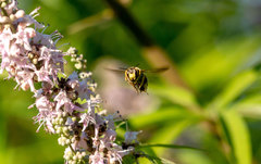Anthidium florentinum