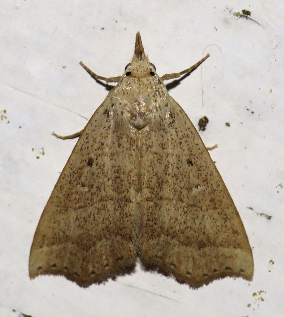 Ensipia