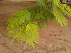 Senegalia polyphylla