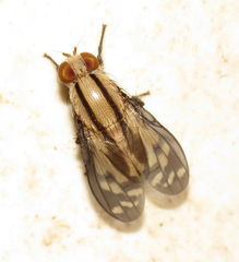 Setulina geminata