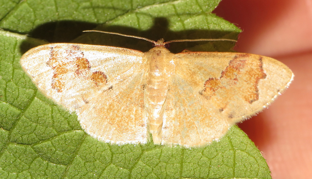 Leptostales praepeditaria