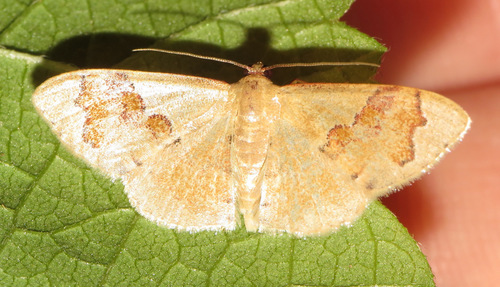 Leptostales praepeditaria