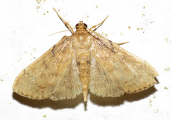Massepha lupa