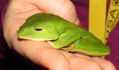 Phyllomedusa trinitatis