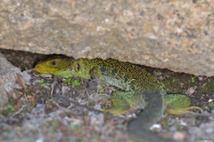 Timon lepidus oteroi