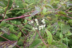 Cornus sericea sericea