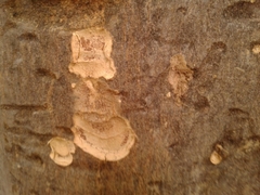 Senegalia polyphylla