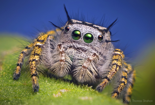 High Eyelashed Jumping Spider
