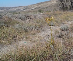 Ferulago galbanifera
