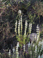 Sideritis osteoxylla