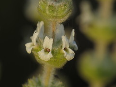 Sideritis osteoxylla
