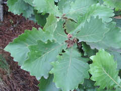 Quercus dentata