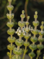 Sideritis osteoxylla