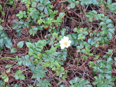 Rosa lucieae