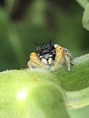 Phidippus arizonensis