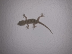 Tarentola mauritanica