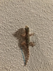 Tarentola mauritanica