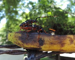 Trachyderes succinctus