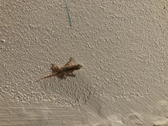 Tarentola mauritanica