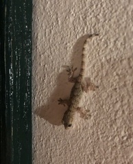 Tarentola mauritanica