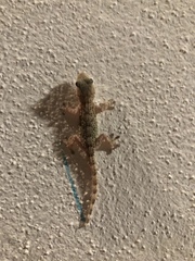 Tarentola mauritanica