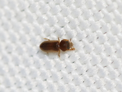 Tropicus pusillus