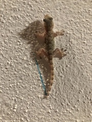 Tarentola mauritanica