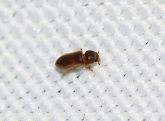 Tropicus pusillus