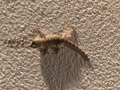 Tarentola mauritanica