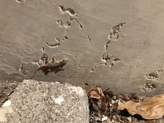 Tarentola mauritanica