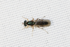 Merosargus caeruleifrons