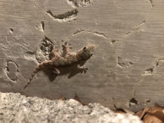 Tarentola mauritanica