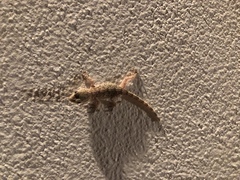 Tarentola mauritanica