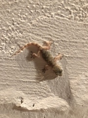 Tarentola mauritanica