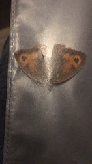 Maniola jurtina