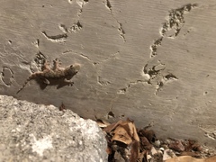 Tarentola mauritanica