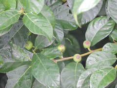 Ficus erecta