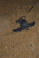 Dermochelys coriacea