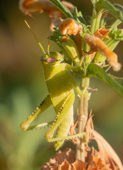 Anacridium aegyptium