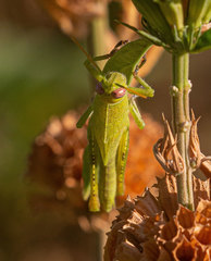 Anacridium aegyptium