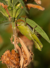 Anacridium aegyptium