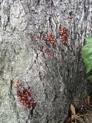 Pyrrhocoris apterus