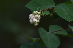 Symphoricarpos albus