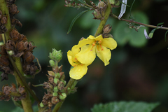 Verbascum phlomoides