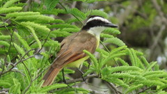 Pitangus sulphuratus