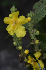 Verbascum phlomoides